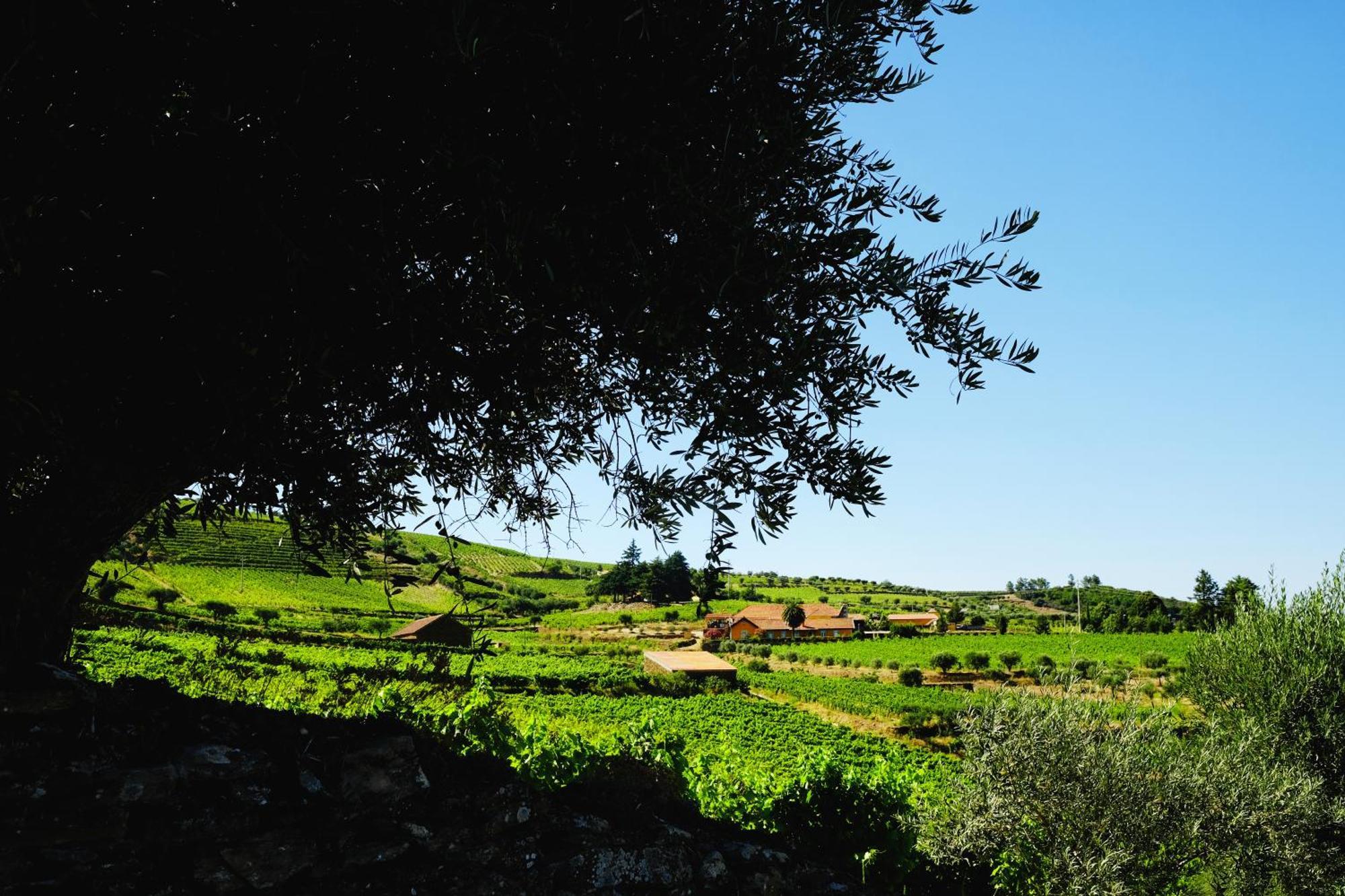 Quinta Do Monte Travesso - Country Houses & Winery Tabuaço Kültér fotó